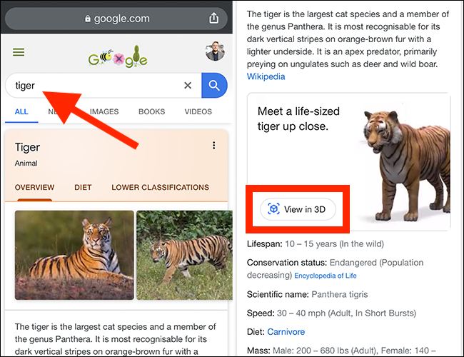 Type your search term in Google, and then tap View in 3D.